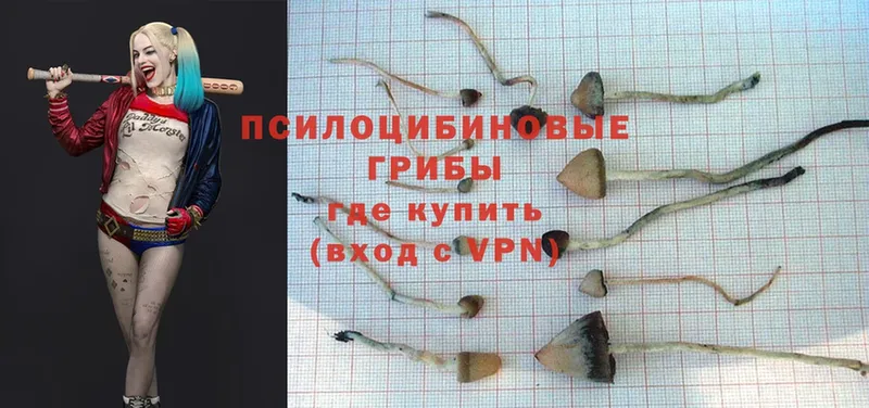 Галлюциногенные грибы Psilocybe  купить наркотики сайты  ОМГ ОМГ как войти  Александров 